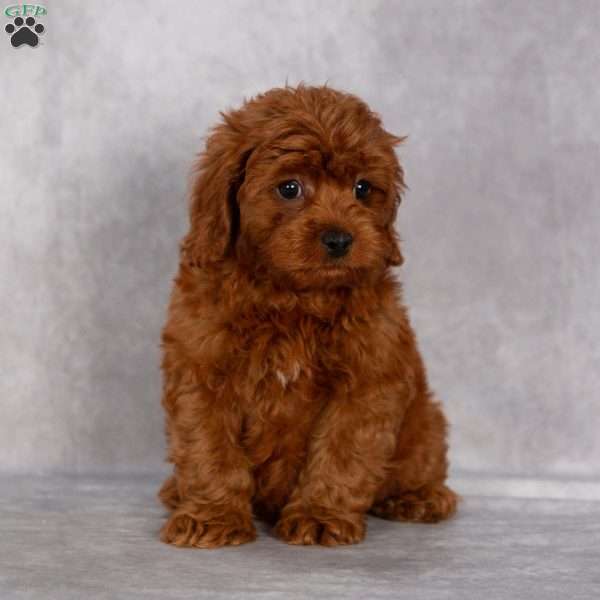 Terry F1B, Cavapoo Puppy
